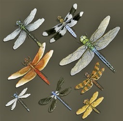 aquatic insect species dragonfly on a t-shirt