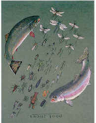 aquatic insect species and larvae as eaten by trout on a t-shirt