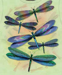 aquatic insect species dragonflies on a t-shirt