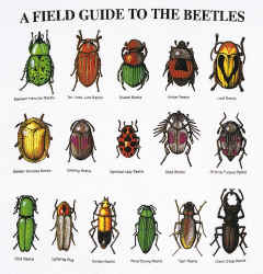 beetle species of the world on a t-shirt