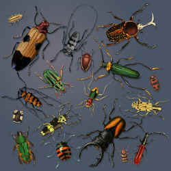 beetle species of the world on a t-shirt