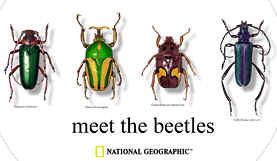 beetle species of the world on a t-shirt plus the text meet the beetles beatles