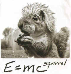 E Equals M C Einstein Squirrel graphic t-shirt tshirt tee shirt