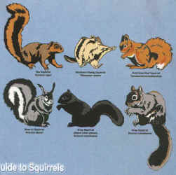 Field Guide to Squirrels Squirrel graphic t-shirt tshirt tee shirt