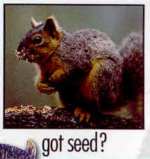 Got Seed? Squirrel graphic t-shirt tshirt tee shirt