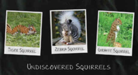 Undiscovered Squirrel graphic T-shirt