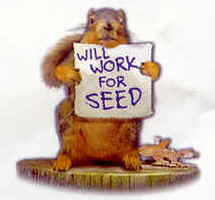 Will Work for Seeds Birdseed Squirrel graphic t-shirt tshirt tee shirt