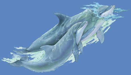 marine mammal species dolphins cetaceae cetacean of t-shirt tshirt tee shirt