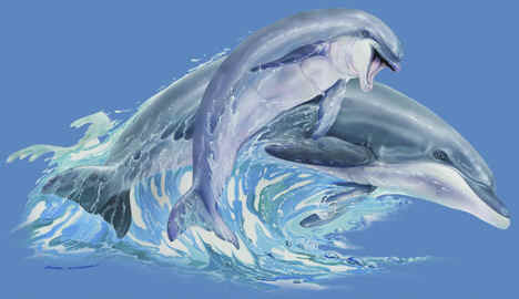 marine mammal species dolphins cetaceae cetacean of t-shirt tshirt tee shirt