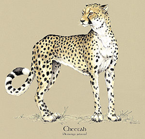 cheetah leopard wild big cat species of t-shirt tshirt tee shirt