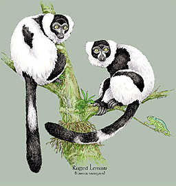 primate ruffed lemur species t-shirt tshirt tee shirt