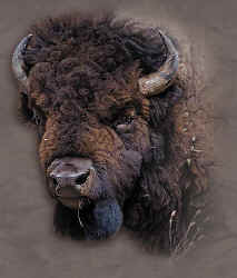 buffalo bison herd t-shirt tshirt tee shirt