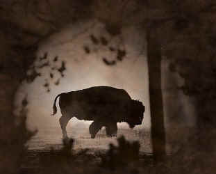 buffalo bison herd t-shirt tshirt tee shirt