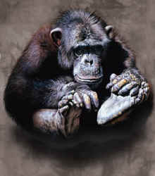 primate monkey chimpanzee species t-shirt tshirt tee shirt
