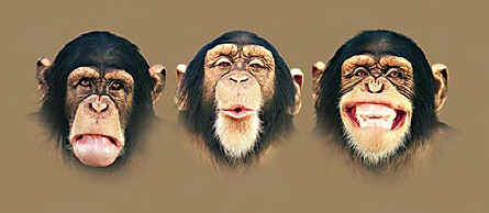 primate monkey species chimpanzee t-shirt tshirt tee shirt