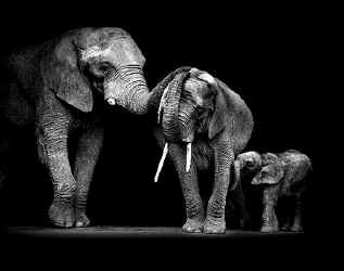 elephant pachyderm t-shirt tshirt tee shirt