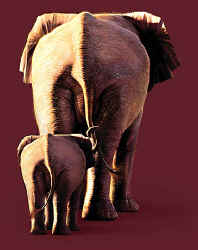 elephant pachyderm t-shirt tshirt tee shirt