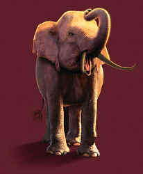 elephant pachyderm t-shirt tshirt tee shirt