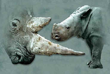 rhino rhinocerous pachyderm t-shirt tshirt tee shirt