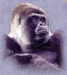 primate gorilla silverback species t-shirt tshirt tee shirt