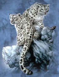 snow leopard wild big cat species of t-shirt tshirt tee shirt