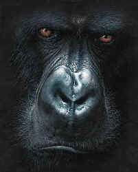 primate gorilla silverback species t-shirt tshirt tee shirt