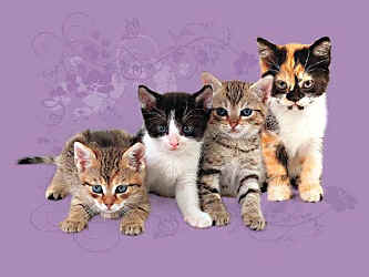 cat kitten breeds t-shirt tshirt tee shirt