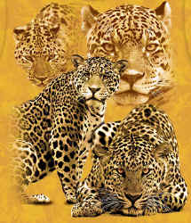 cheetah leopard wild big cat species of t-shirt tshirt tee shirt