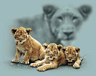 lion wild big cat species of t-shirt tshirt tee shirt