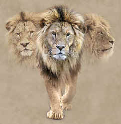 lion wild big cat species of t-shirt tshirt tee shirt