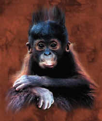 primate orangutan species t-shirt tshirt tee shirt