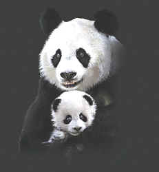 panda bear and cub bear t-shirt tshirt tee shirt