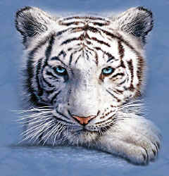 tiger wild big cat species of t-shirt tshirt tee shirt