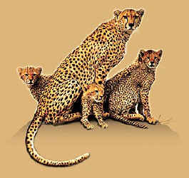 cheetah leopard wild big cat species of t-shirt tshirt tee shirt