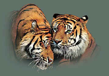 tiger wild big cat species of t-shirt tshirt tee shirt
