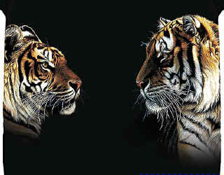 tiger wild big cat species of t-shirt tshirt tee shirt