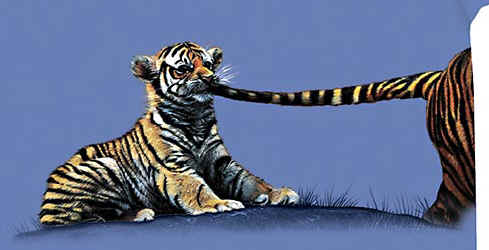 tiger wild big cat species of t-shirt tshirt tee shirt