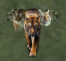 tribal tiger paw