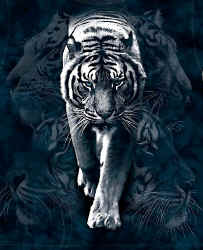 tiger wild big cat species of t-shirt tshirt tee shirt