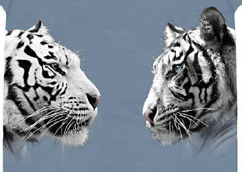 tiger wild big cat species of t-shirt tshirt tee shirt