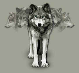 wolf pack t-shirt tshirt tee shirt