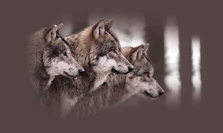 wolf pack t-shirt tshirt tee shirt