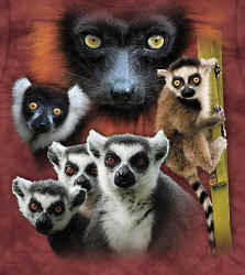 primate lemur species t-shirt tshirt tee shirt