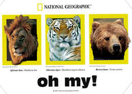 lions lion tigers tiger bears bear t-shirt tshirt tee shirt