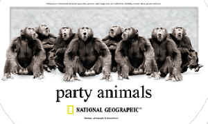 primate monkey chimpanzee species t-shirt tshirt tee shirt
