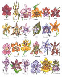 orchid species alphabet a to z on a t-shirt