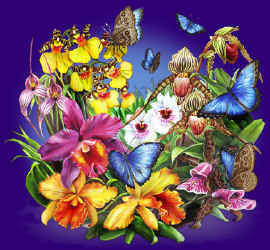 butterfly orchid species and butterflies on a t-shirt