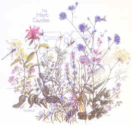 Herb species comparing morphology, shape, leaves, seeds and other details