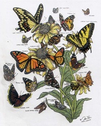 butterfly lepidoptera species on a t-shirt