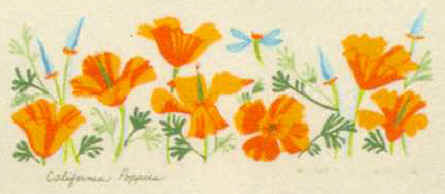 California Poppies native plants comparing leaves and floral details
